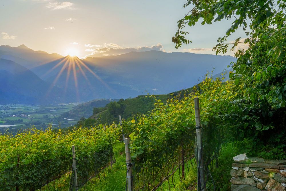 Sonnendurchfluteter Weinberg an einem Berghang mit Blick über das Tal und die umliegenden Bergketten. Die tief stehende Sonne strahlt zwischen den Gipfeln hervor.