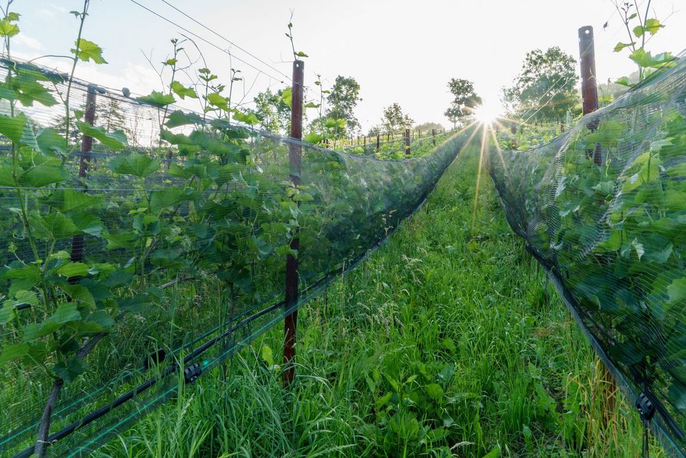 Blick zwischen begrünten Rebzeilen eines Weinbergs mit Schutznetzen. Die tief stehende Sonne scheint durch die Reben und beleuchtet die natürliche Begrünung zwischen den Reihen.