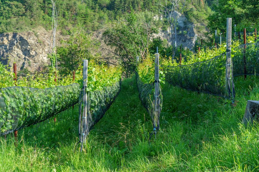 Grüne Rebzeilen mit Schutznetzen in einem naturnah bewachsenen Weinberg. Zwischen den Reben wachsen Gräser und Kräuter, im Hintergrund sind Bäume und felsige Hänge zu sehen.