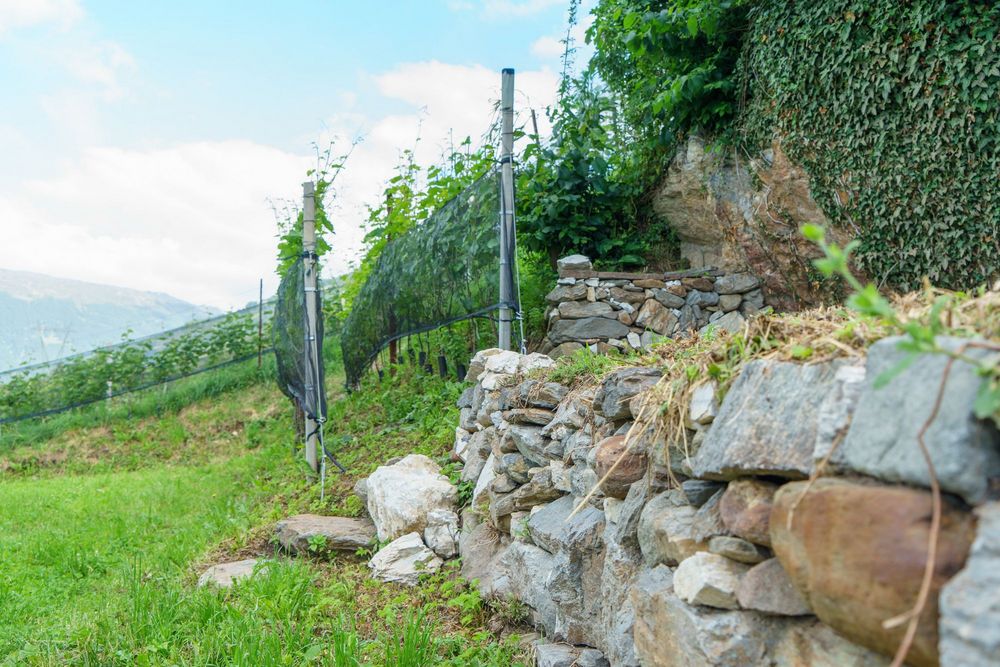Steiler Weinberg im Vinschgau mit grünen Rebzeilen, Schutznetzen und einer traditionellen Trockenmauer aus Naturstein. Im Hintergrund öffnet sich der Blick in die alpine Landschaft.